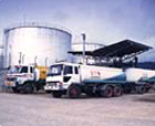 Image of Palm Oil Plantation, Little Andaman, Andaman Islands.